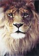 Iconic Lion Picture Modern Rug